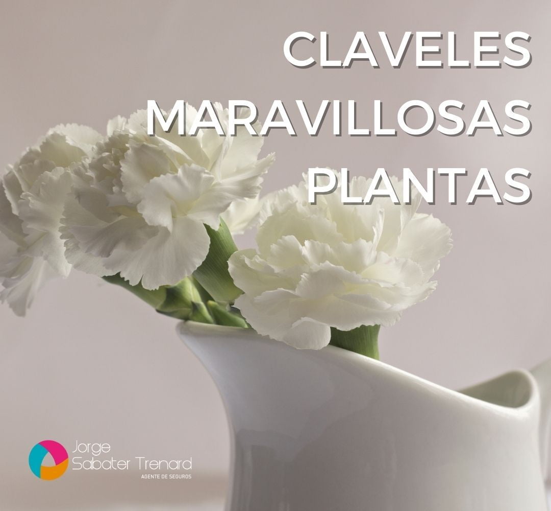 Claveles, la maravillosa planta (incluso de apartamento) que perfumará su hogar!